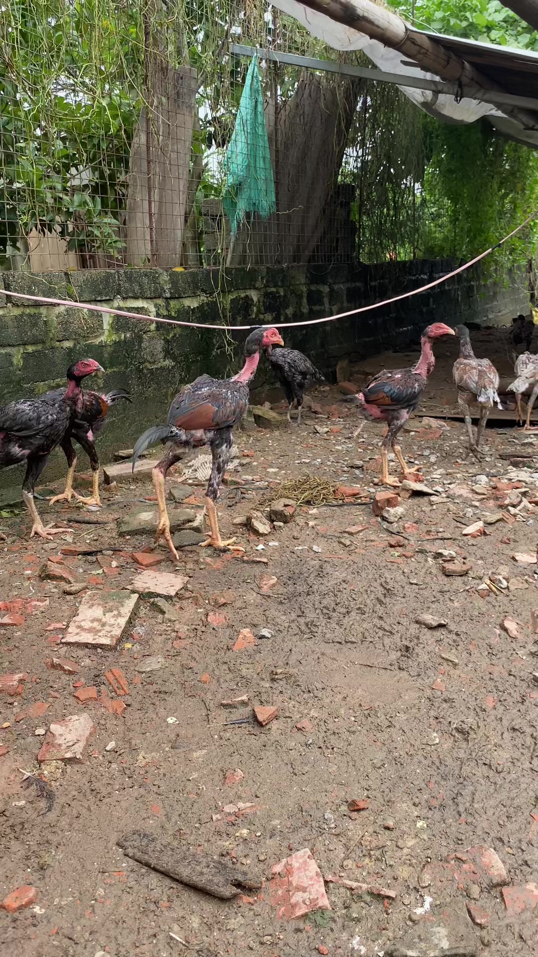 @Trại Gà A Hổ