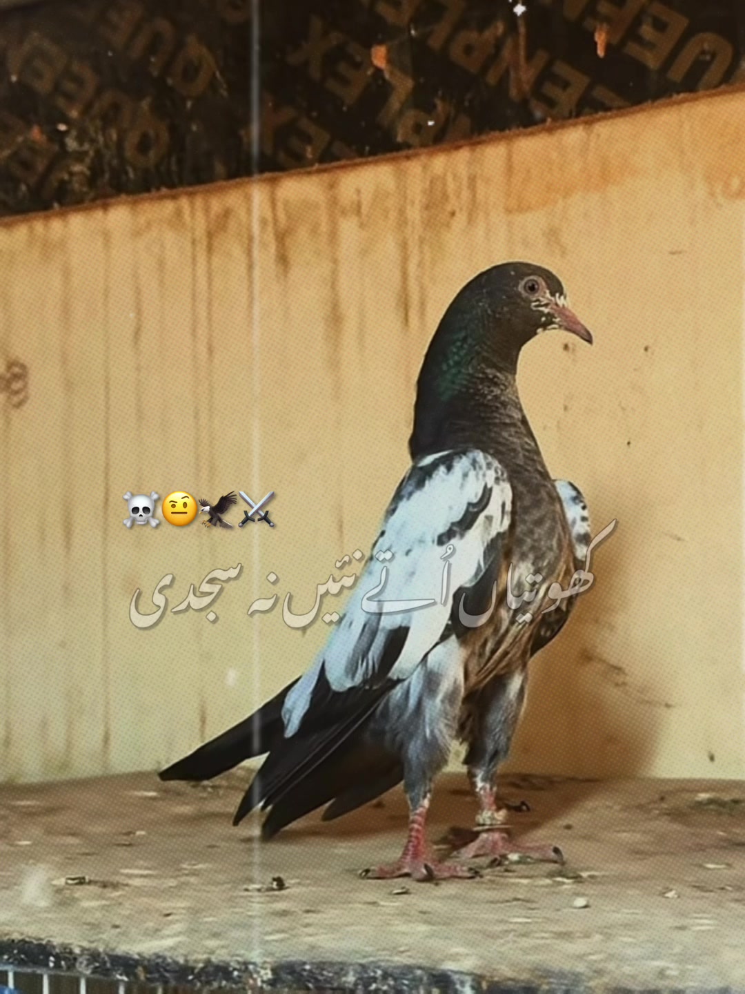 @🦅ملک عمیر نمبردار 22🦅