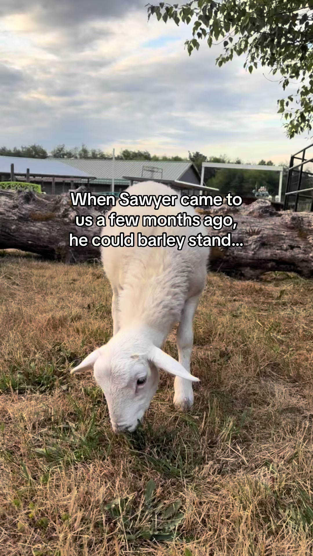 @Home for Hooves 🐽