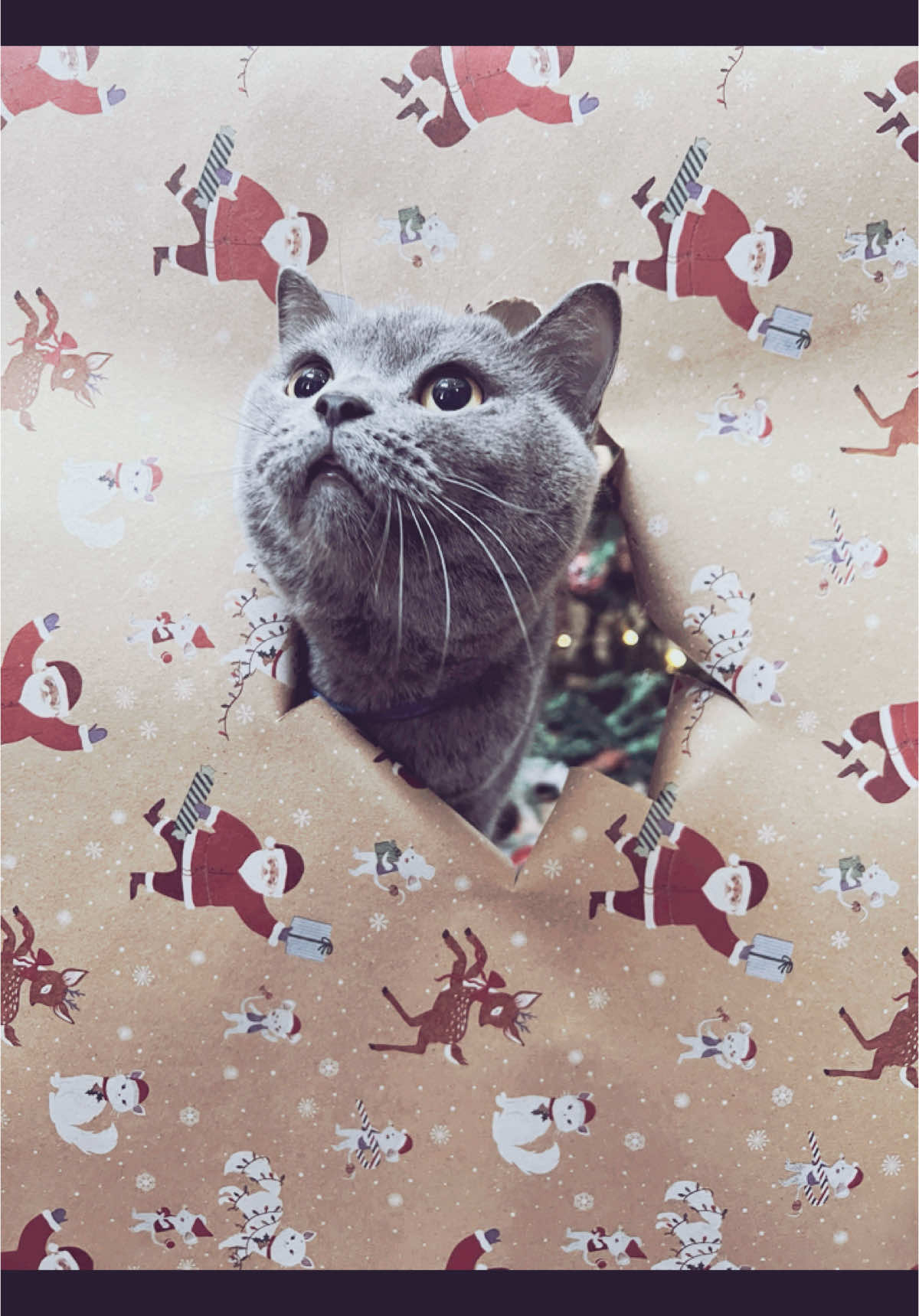 @BecauseCats