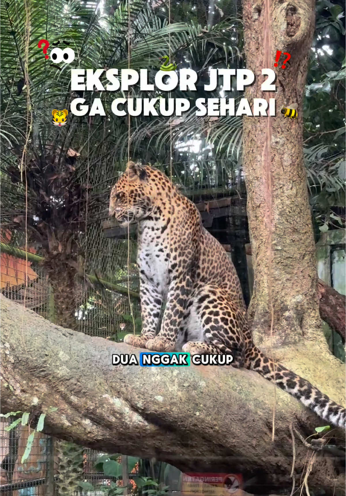 @BIBILCUU 🐆