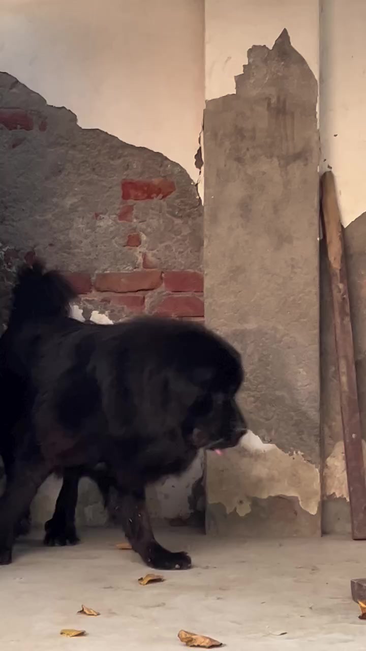 @Kashmiri_Bakrwal_Dog