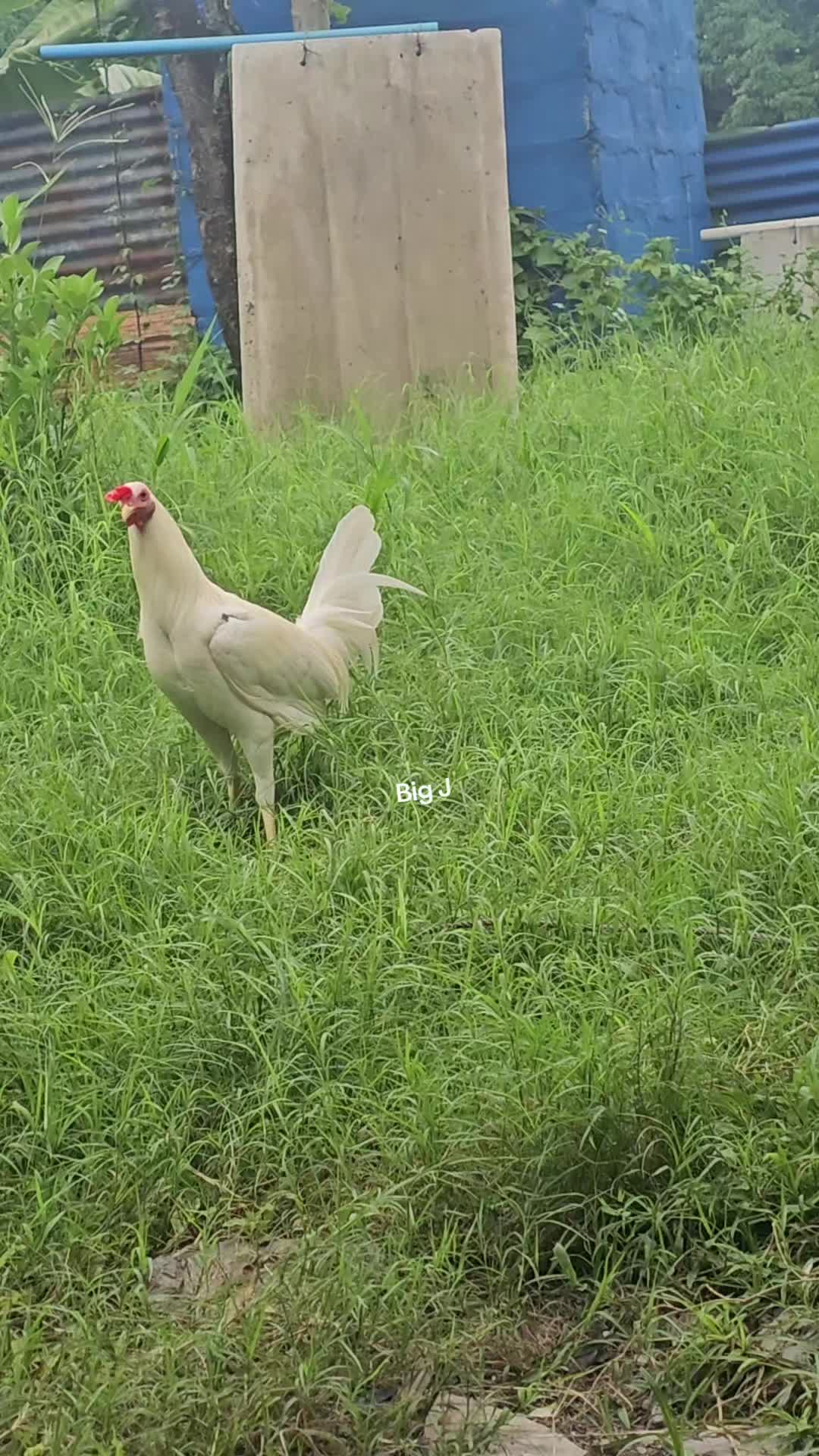 @Big J Gamefarm