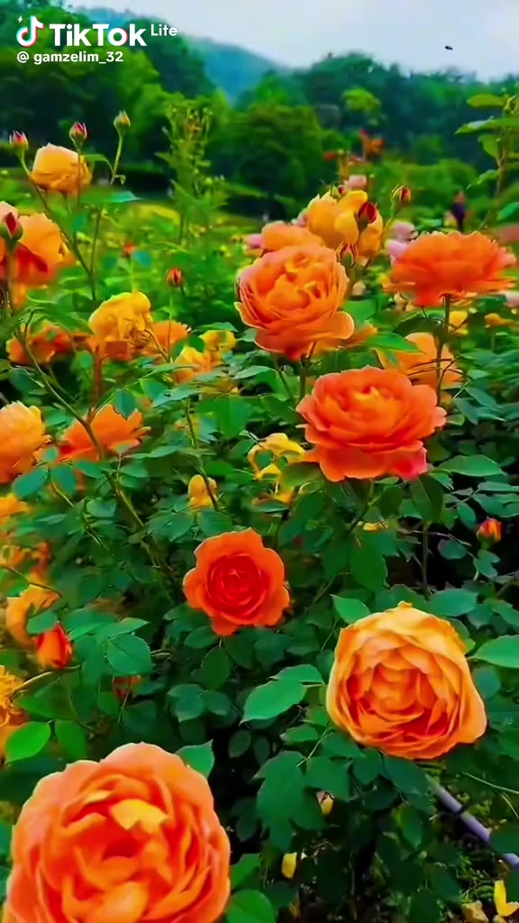 @iboretti 35