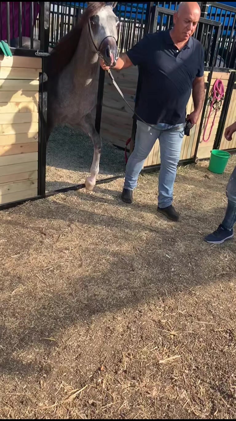@🐎عوده لتوزيع مستلزمات الخيو🐎