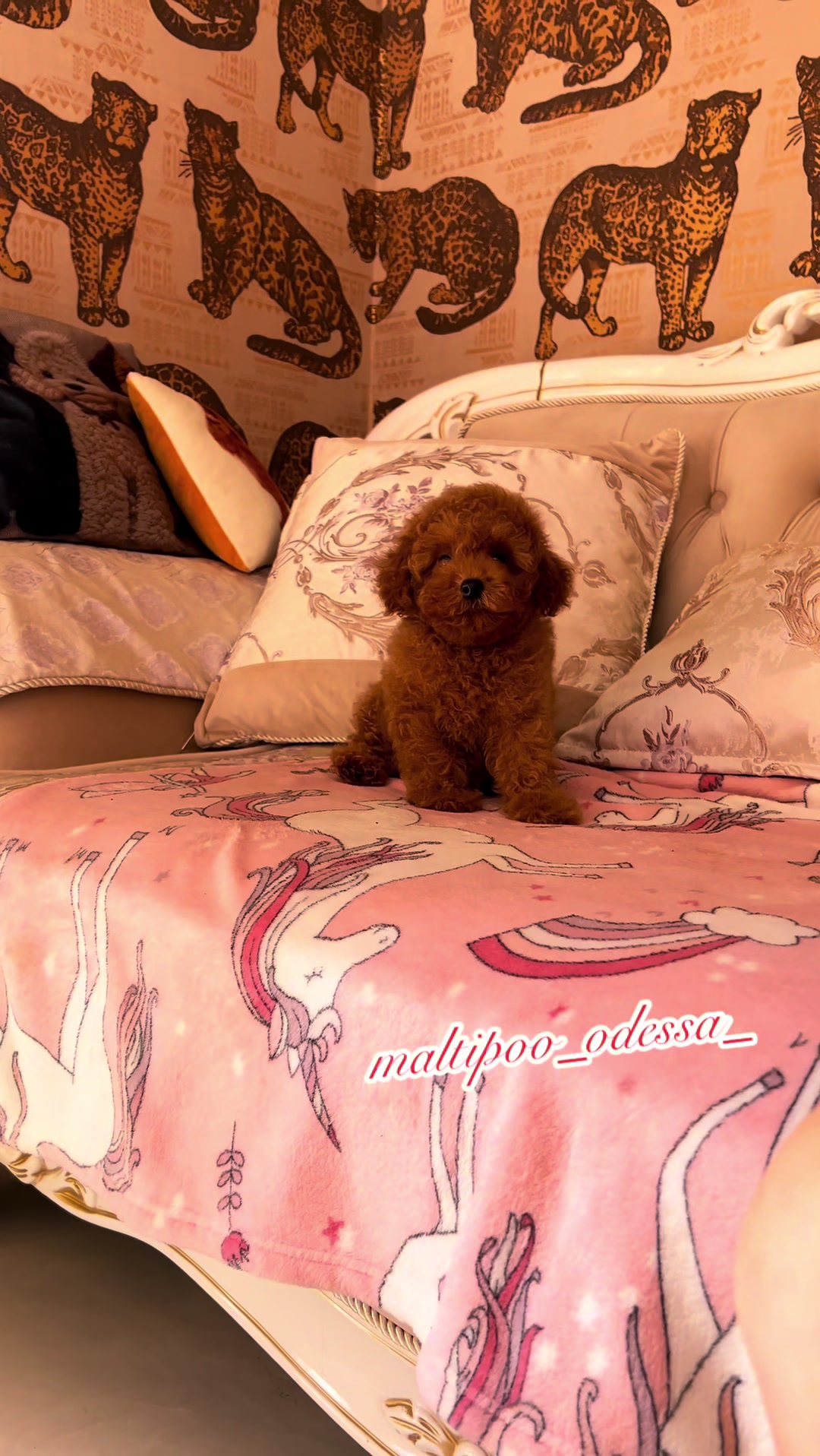 @maltipoo_odessa_