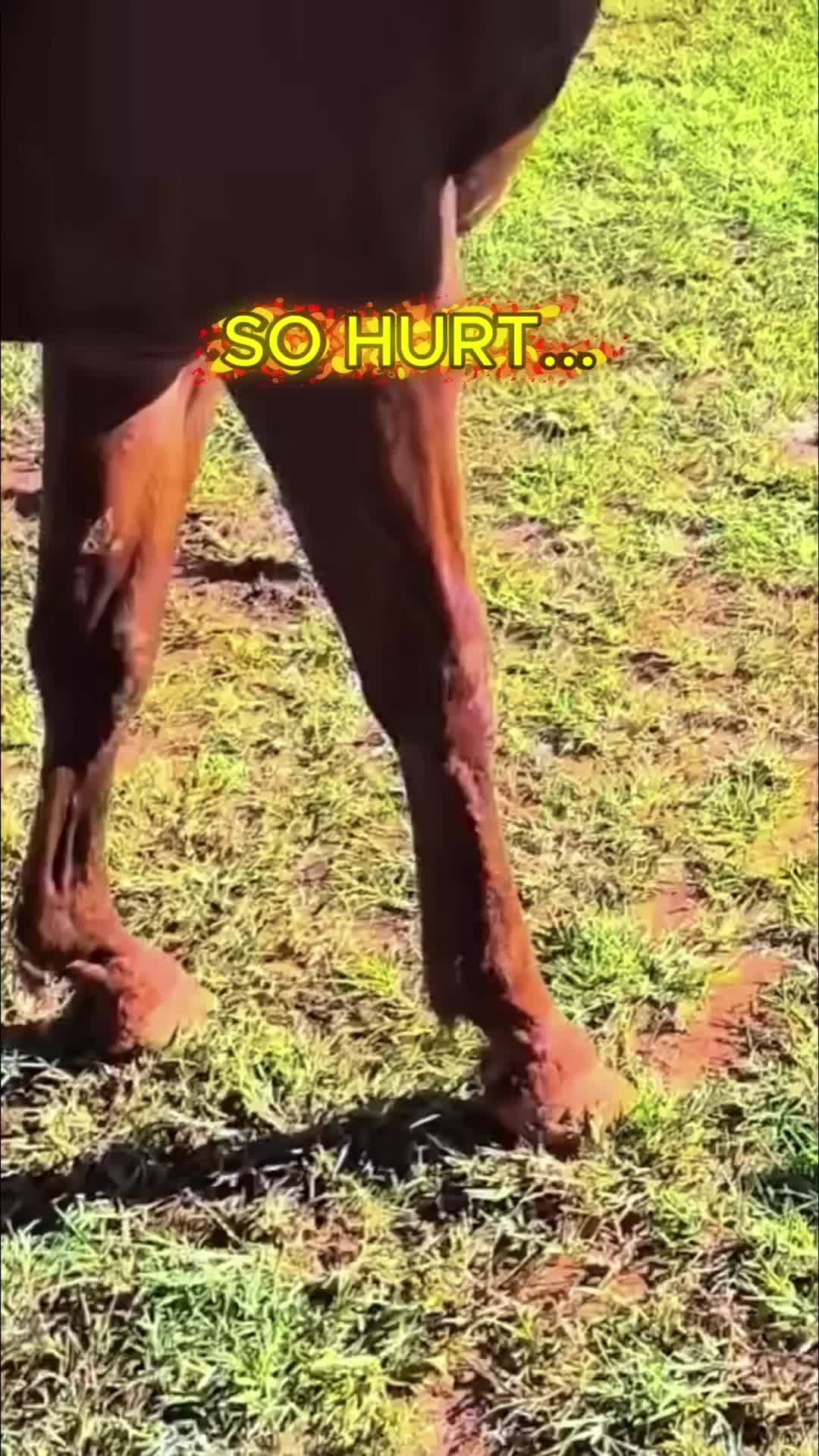 @cowhoof3