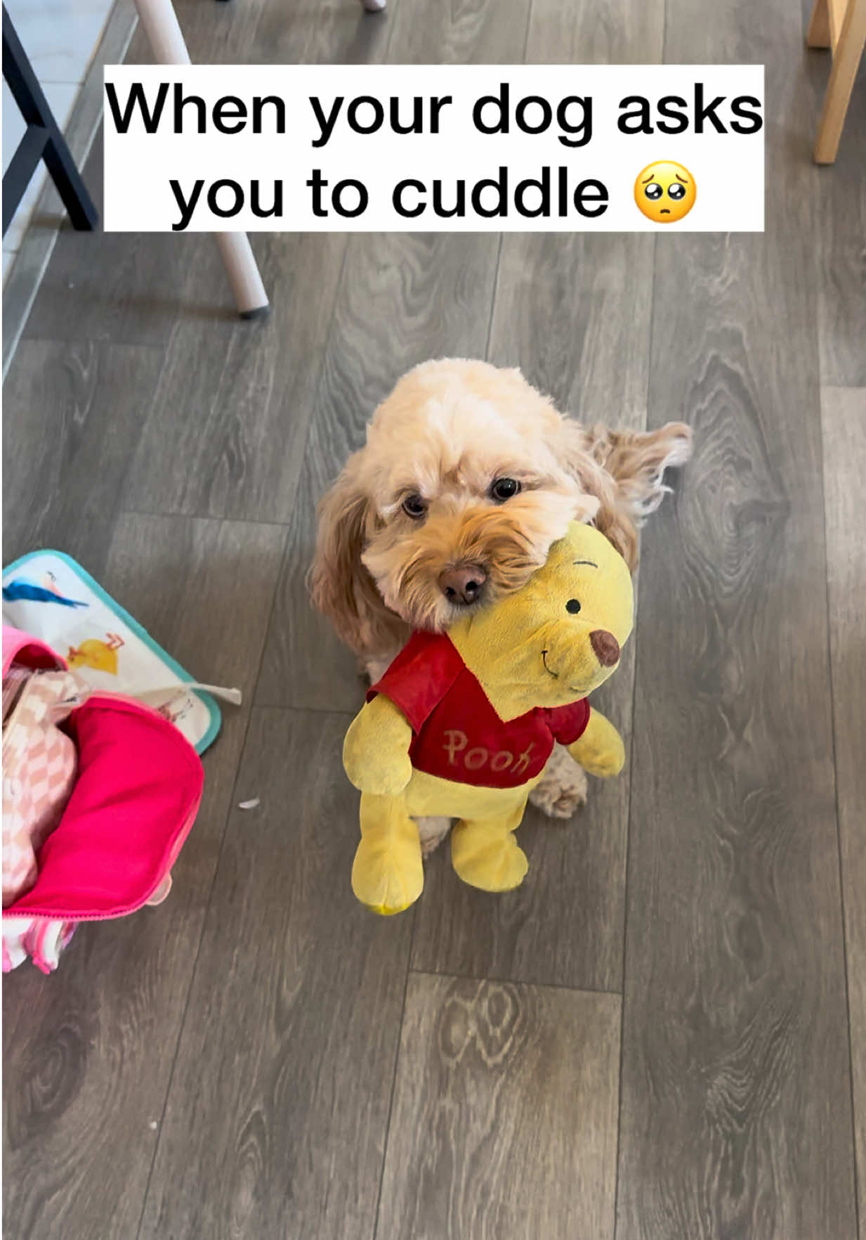 @LunaTheMiniCockapoo