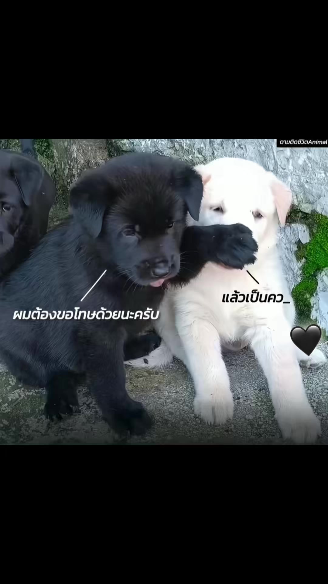 @เอื้องดอย💖