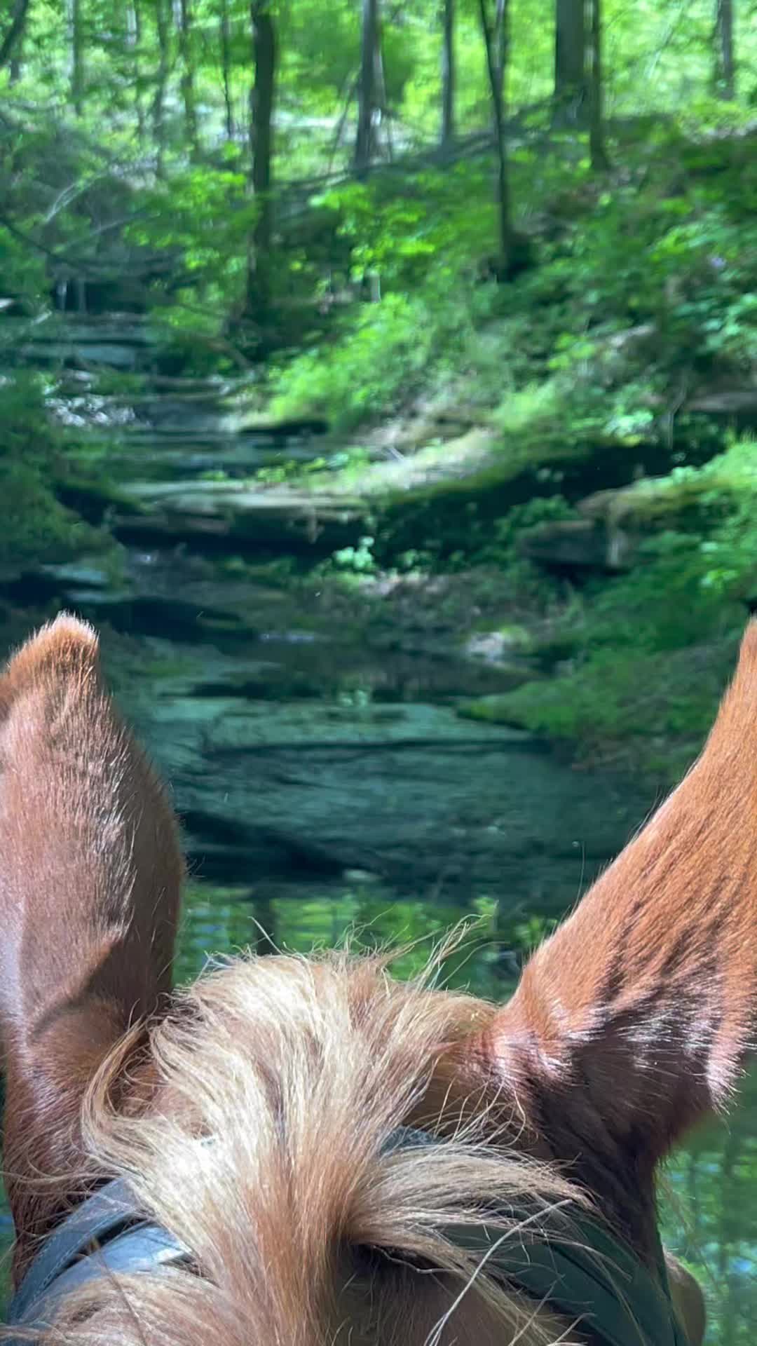 @rgangluff
