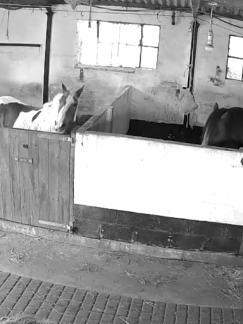 @Horses TikTok