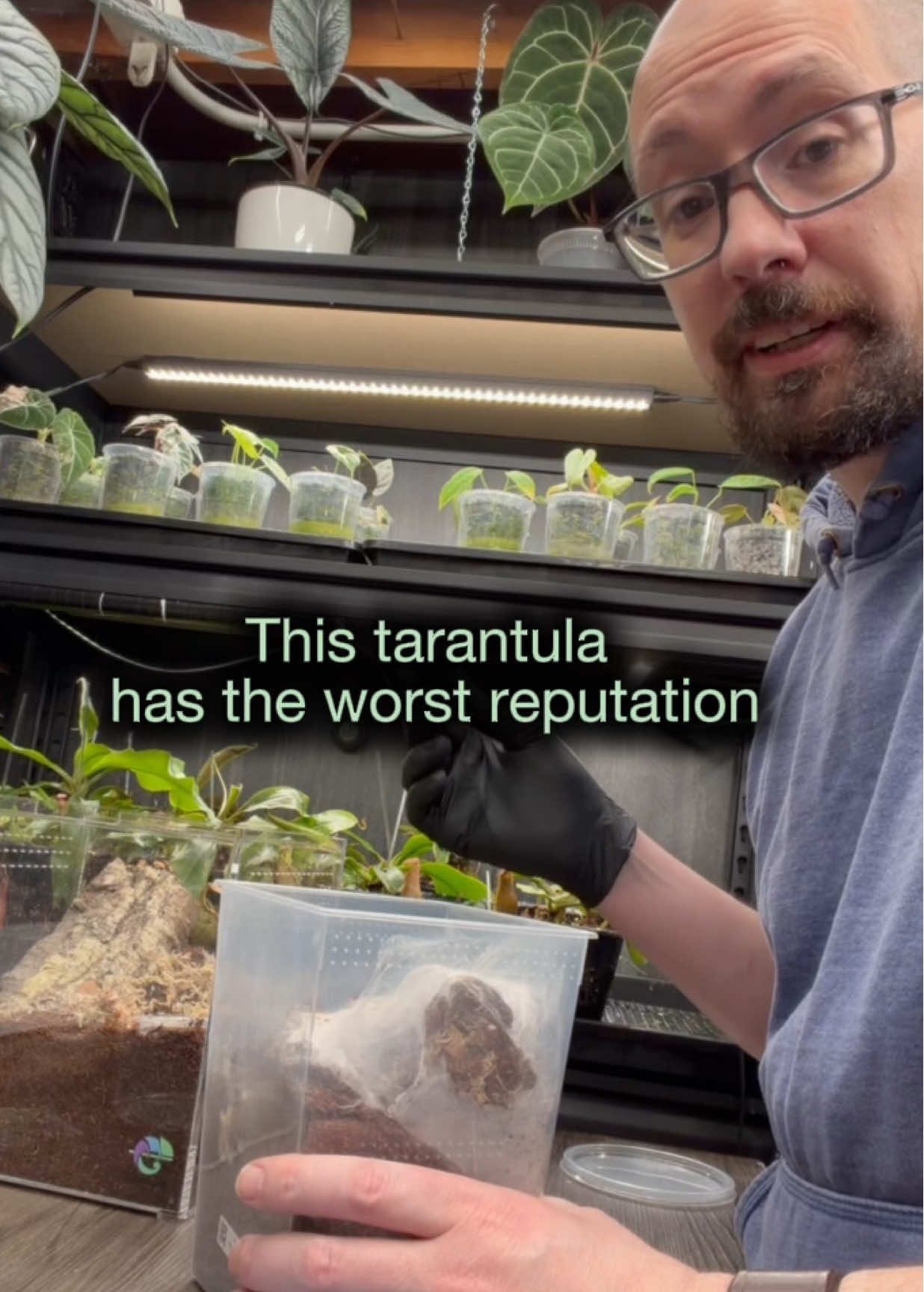 @Spider Conservatory
