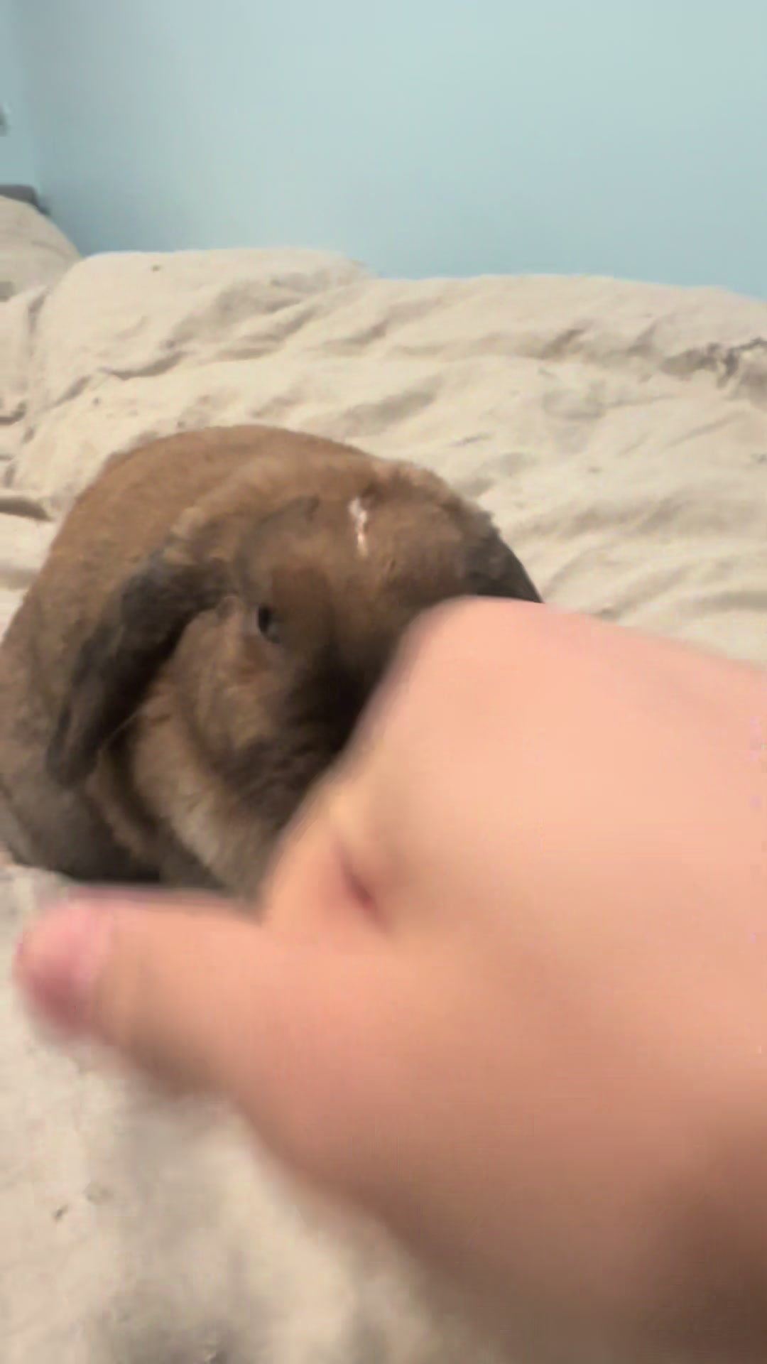 @honeythebunny24