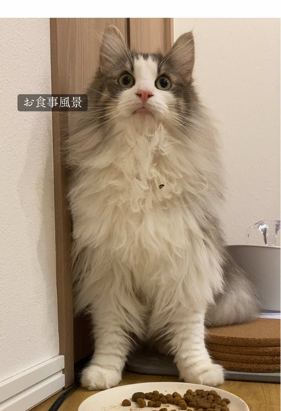 @ねここ様