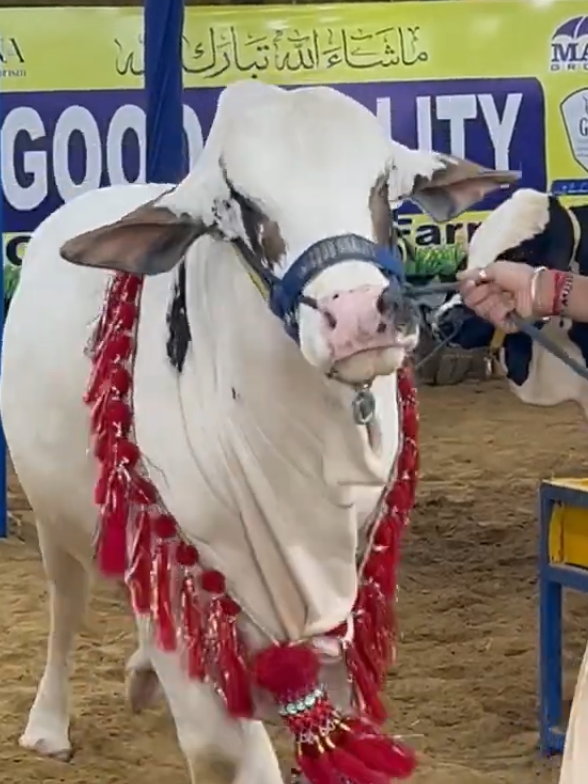 @Karachi Bull lovers