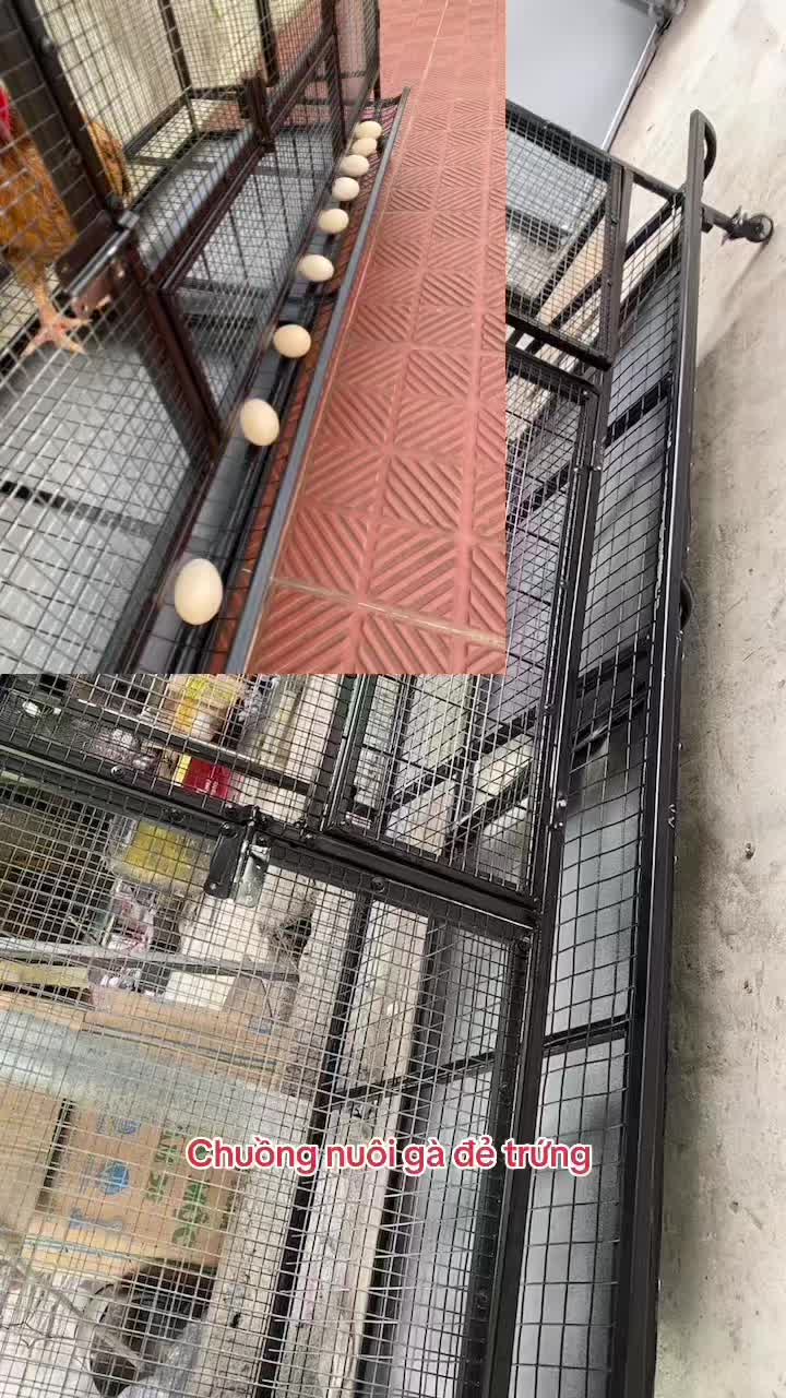 @Tập Lực Gà Chọi -Avi Chim