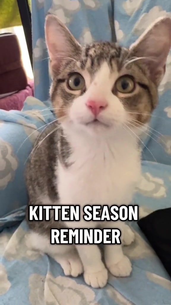 @North Toronto Cat Rescue