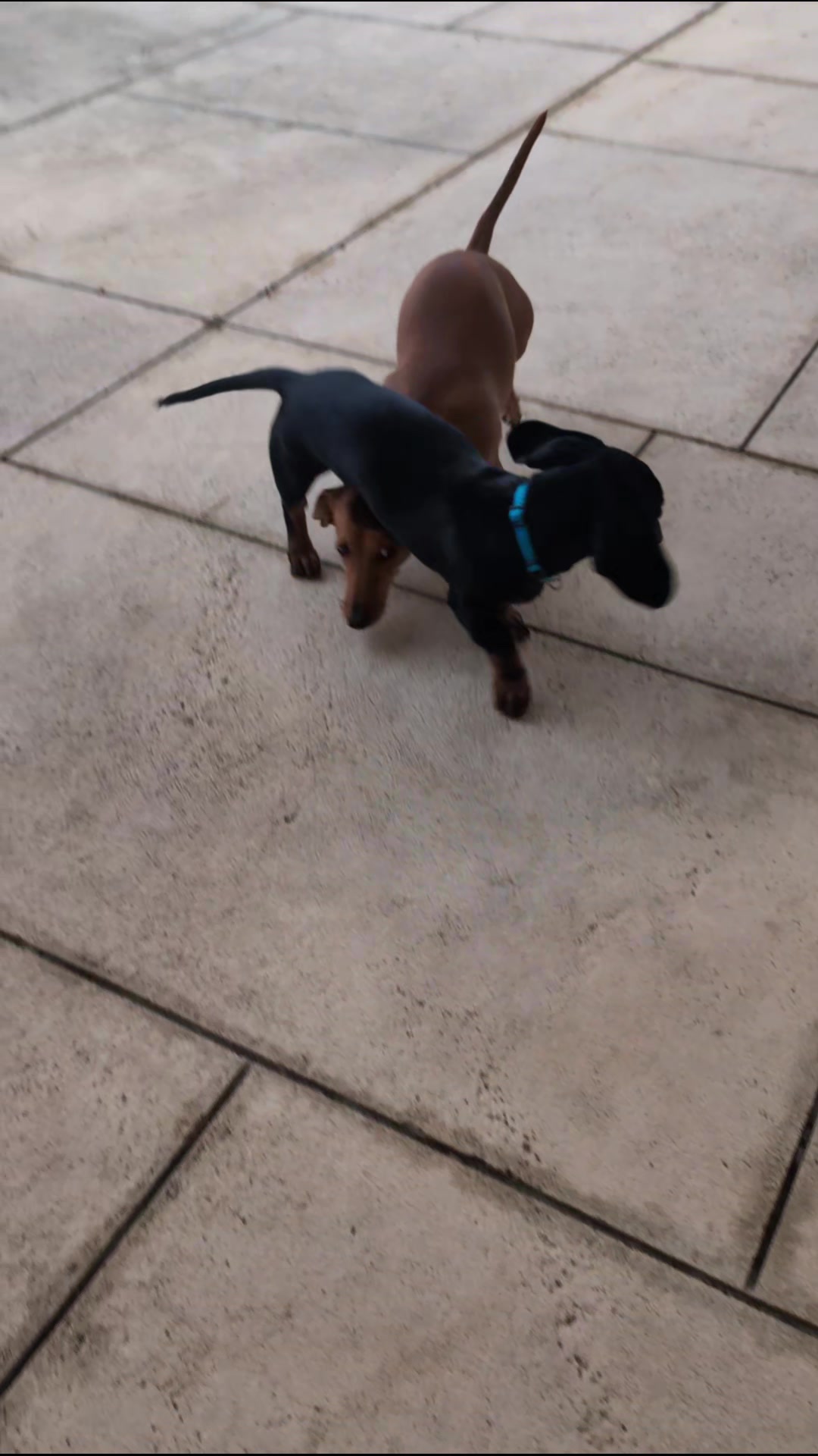 @The Dachshund Diaries 🐾