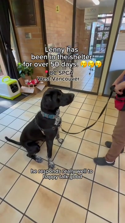 @BC SPCA