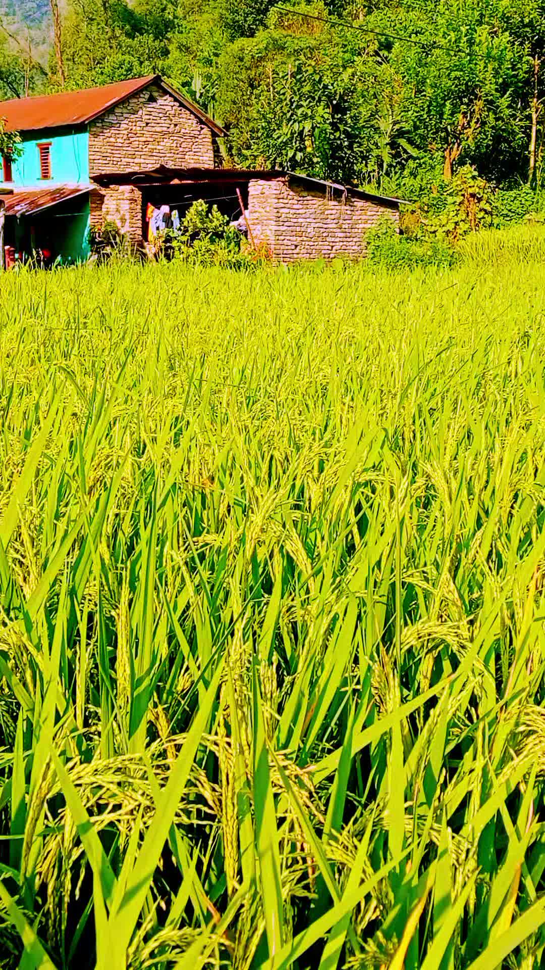 @Krishna Adhikari