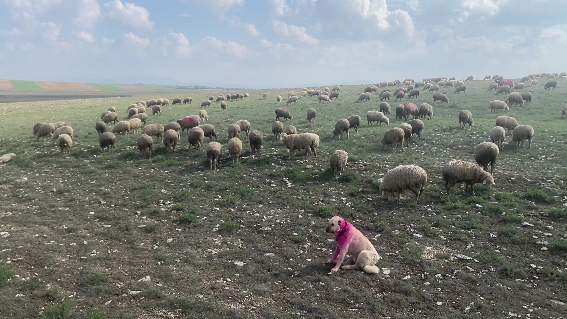 @KAPAKLIKAYA HAYVANCILIK