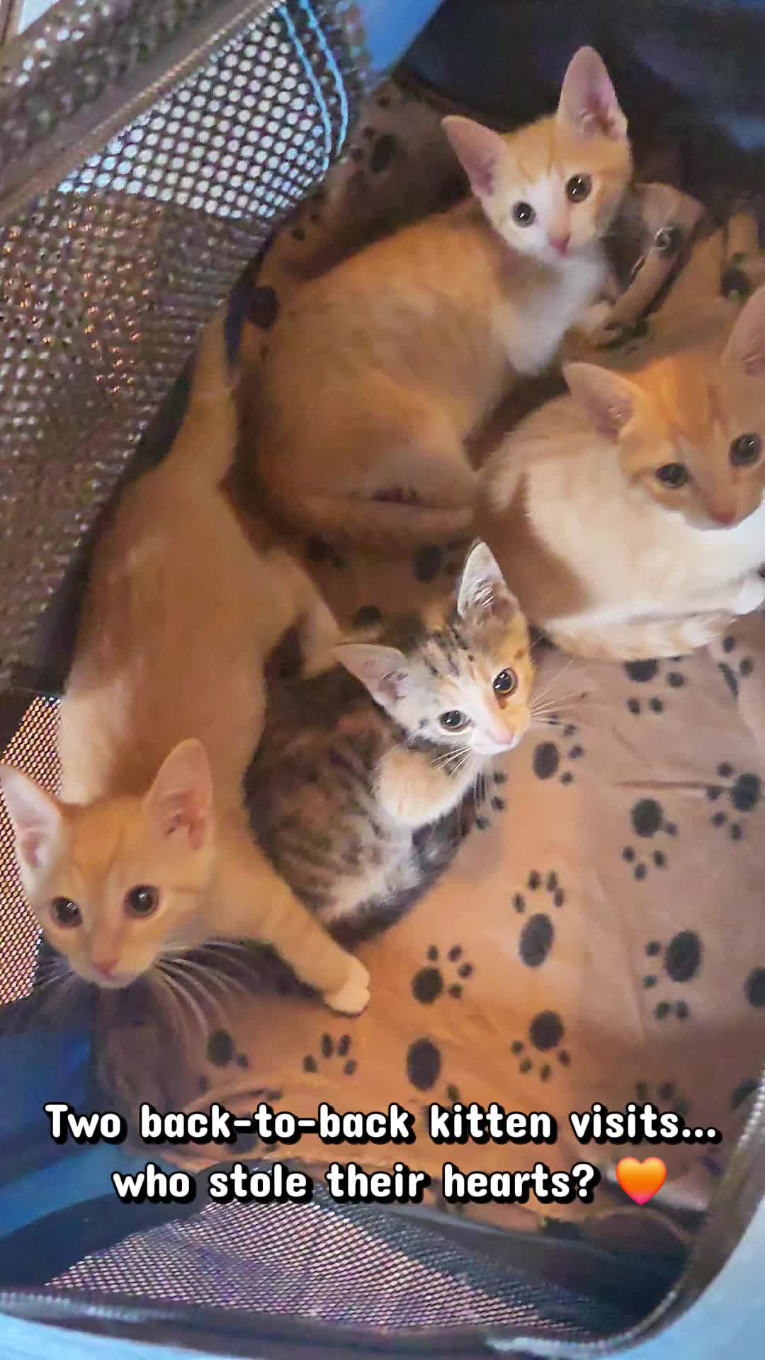 @Brittany's Beauties Kittens