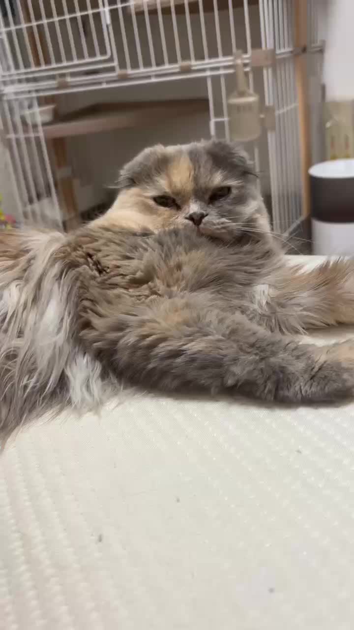 @マイクワゾウスキー