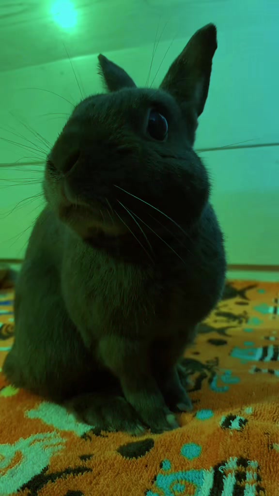 @💙🐰 Cutesy 🐰💙