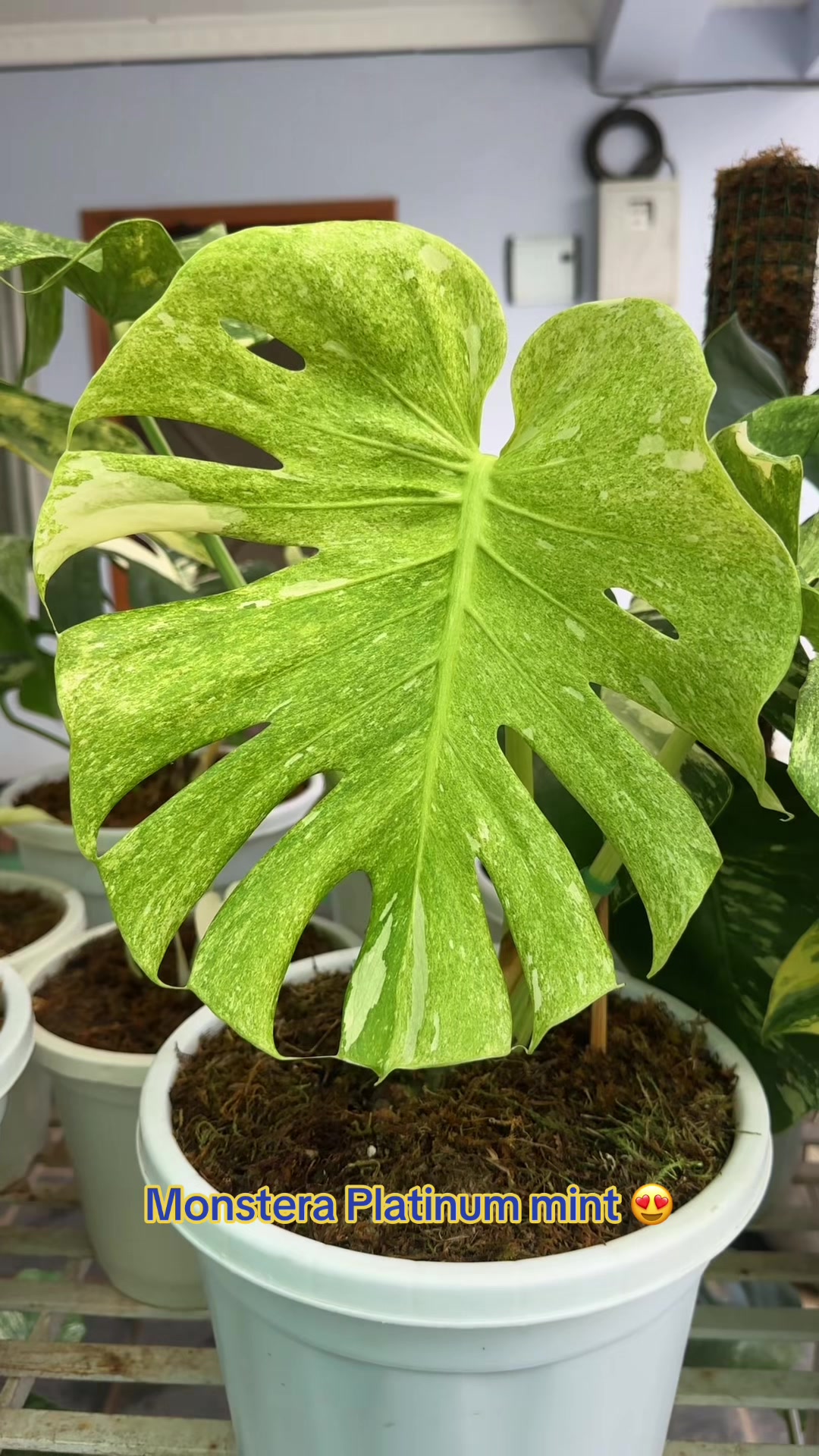 @Plantlife50