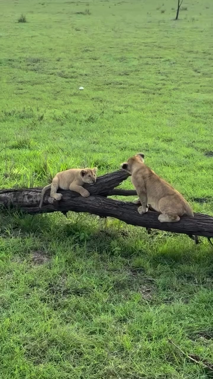 @David_Nature_Africa