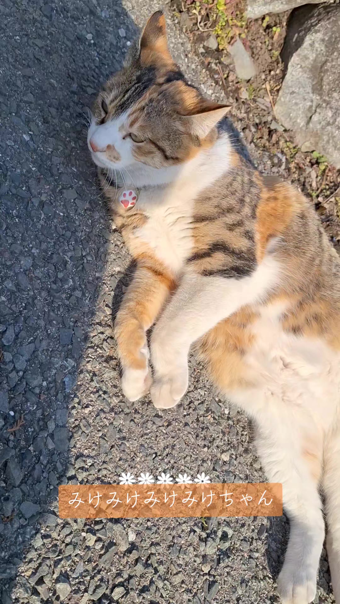 @ぱぁ〜るほわいと