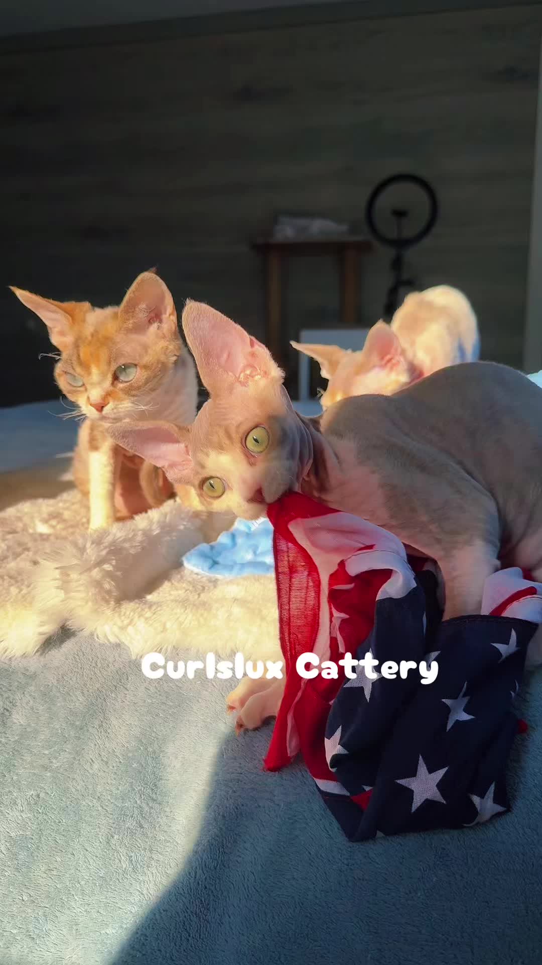 @Curlslux cattery!!๐บ๐ธ