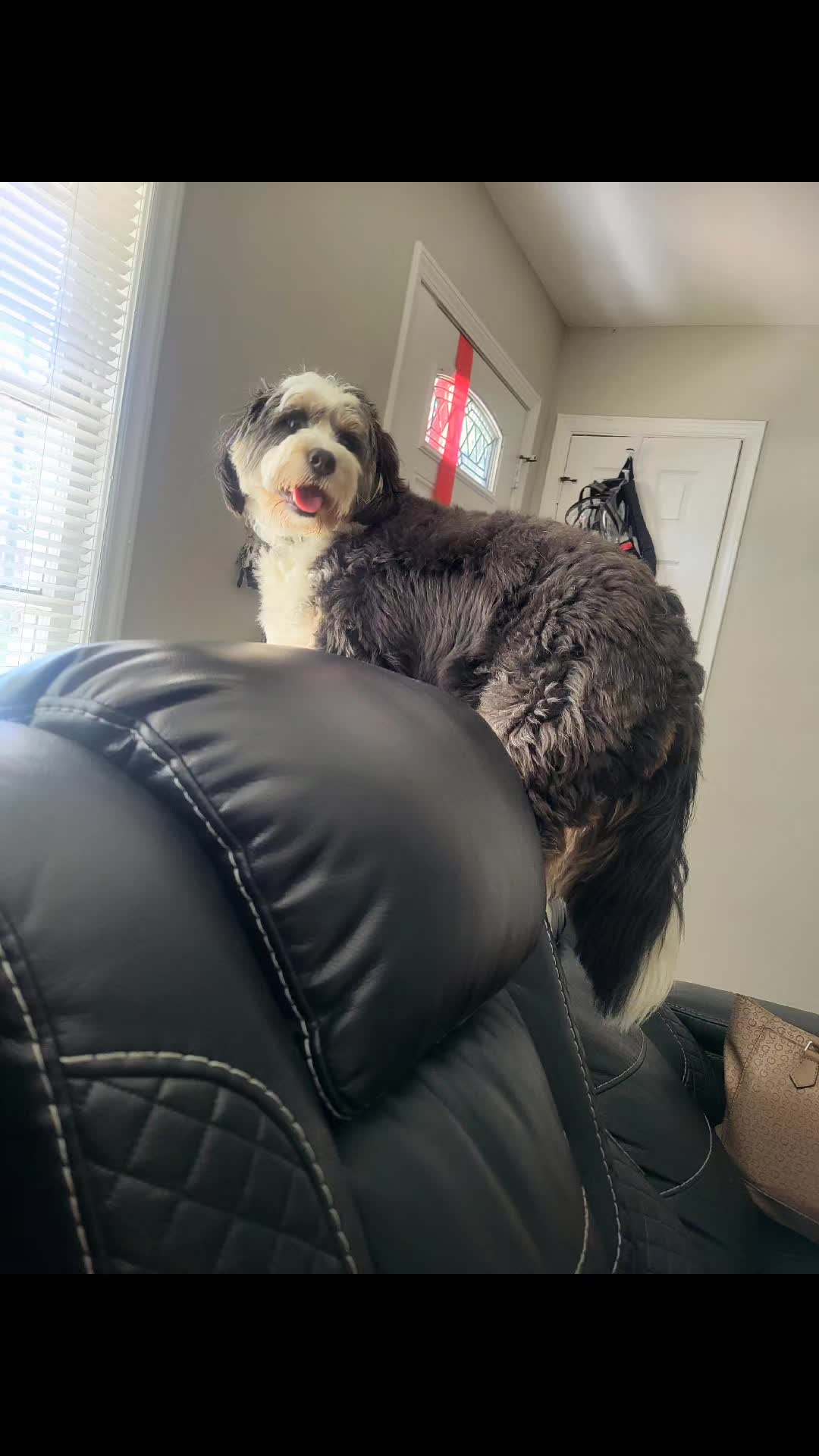 @The Canine Coach