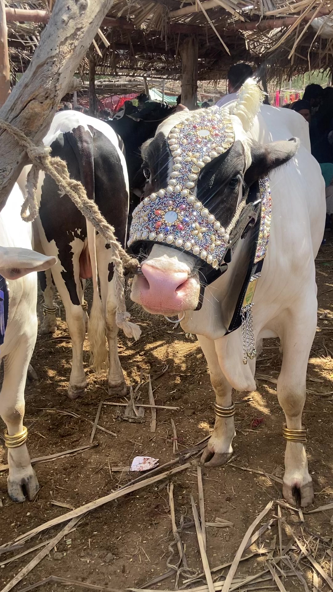 @cattle update Hyderabad