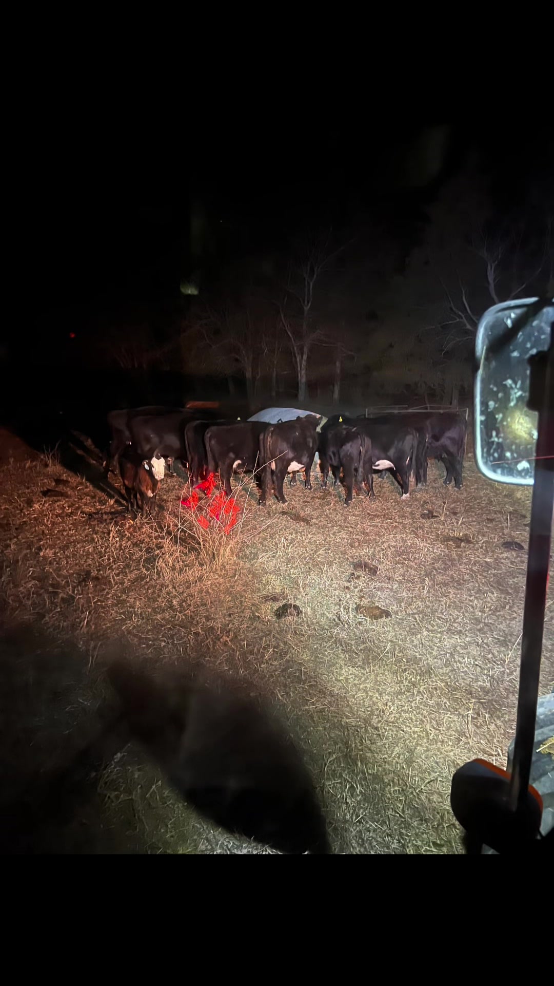 @4W Cattle