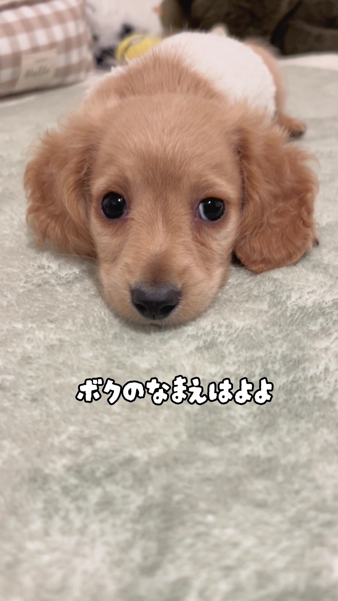 @kuku.yoyo_boy