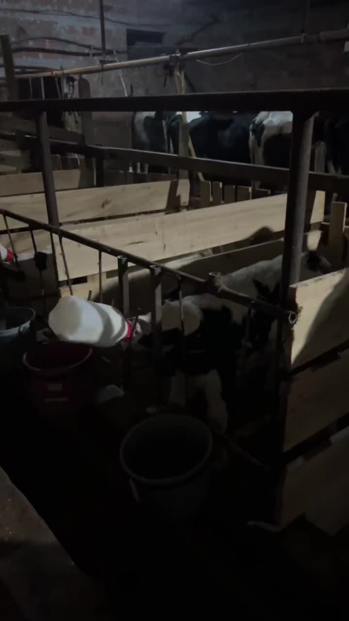 @Enes Akça