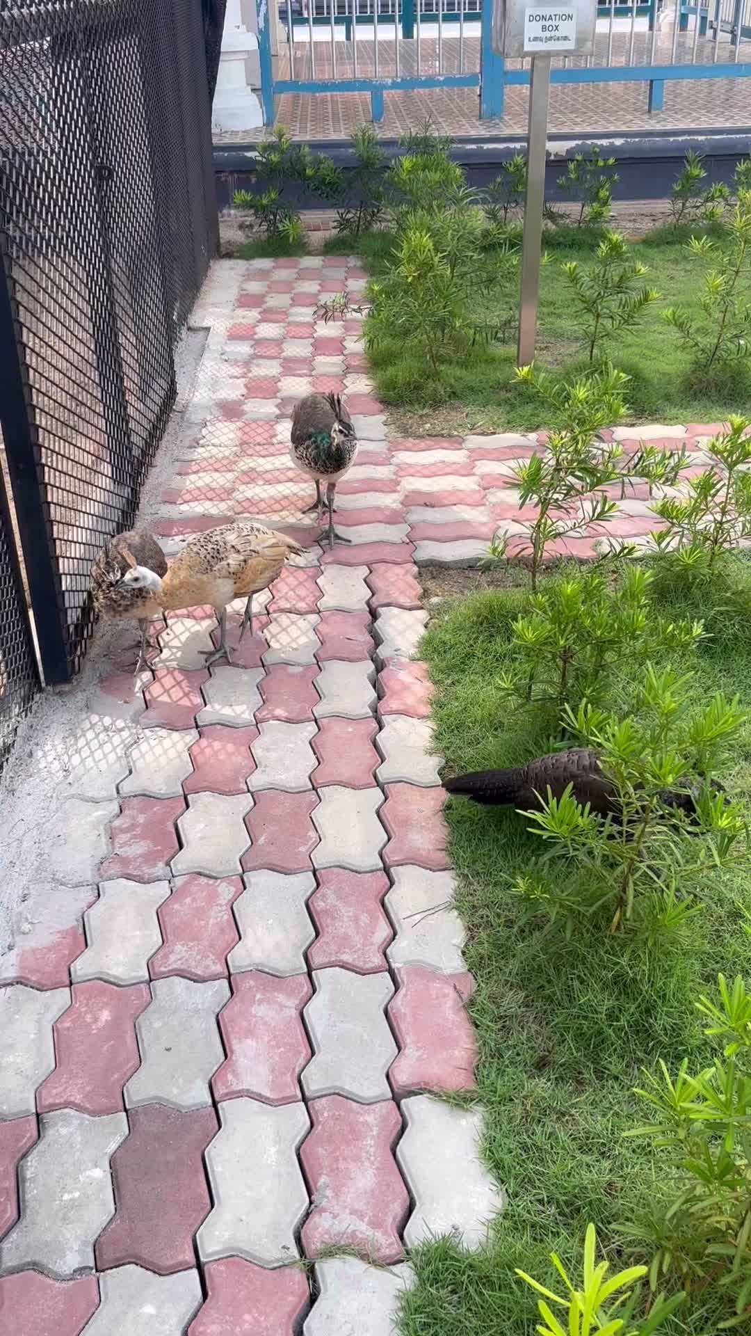 @Jawi Sri Thandayuthapani