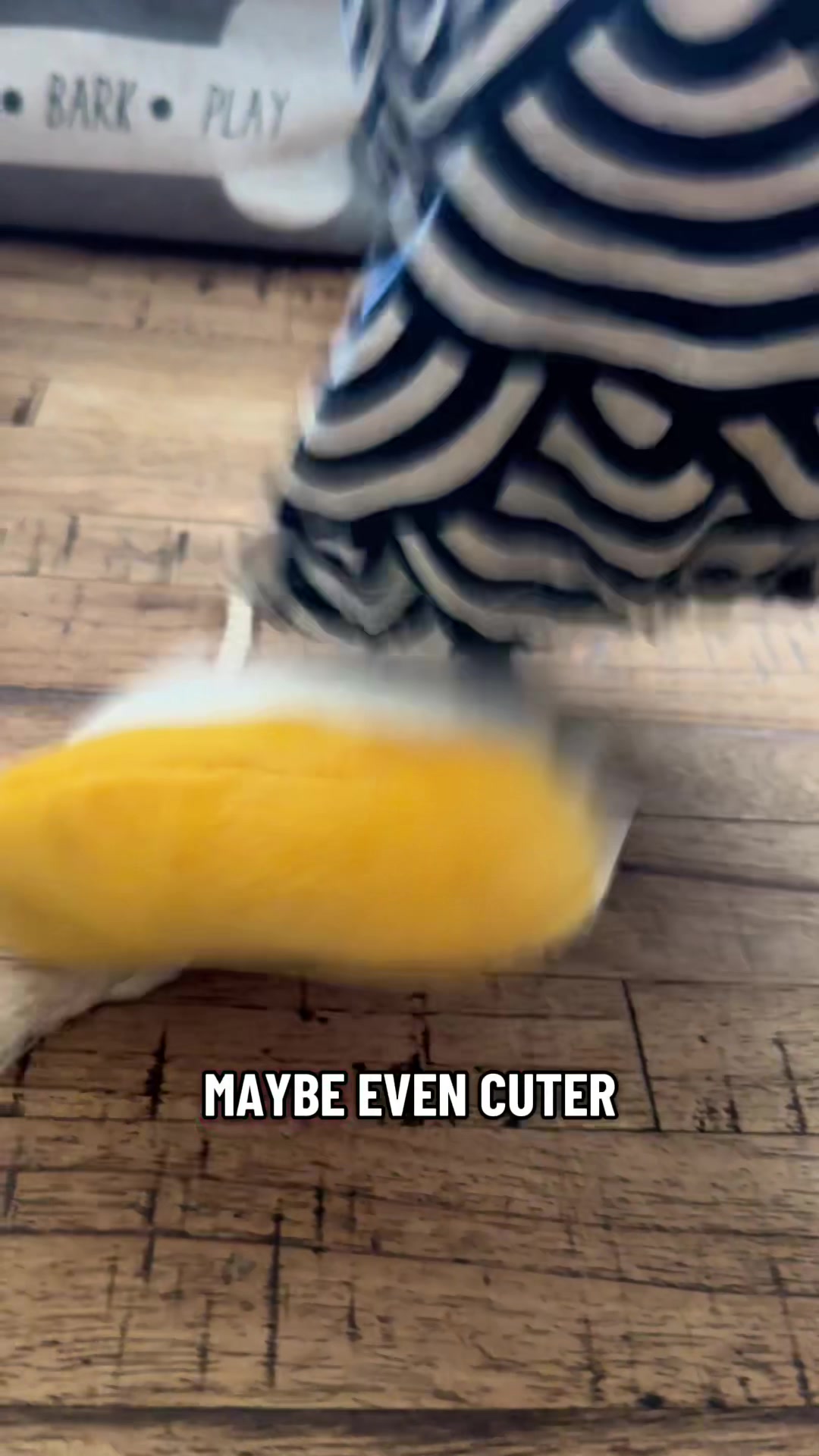 @jesswithallheranimals