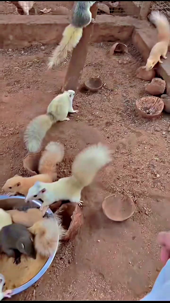 @網上動物