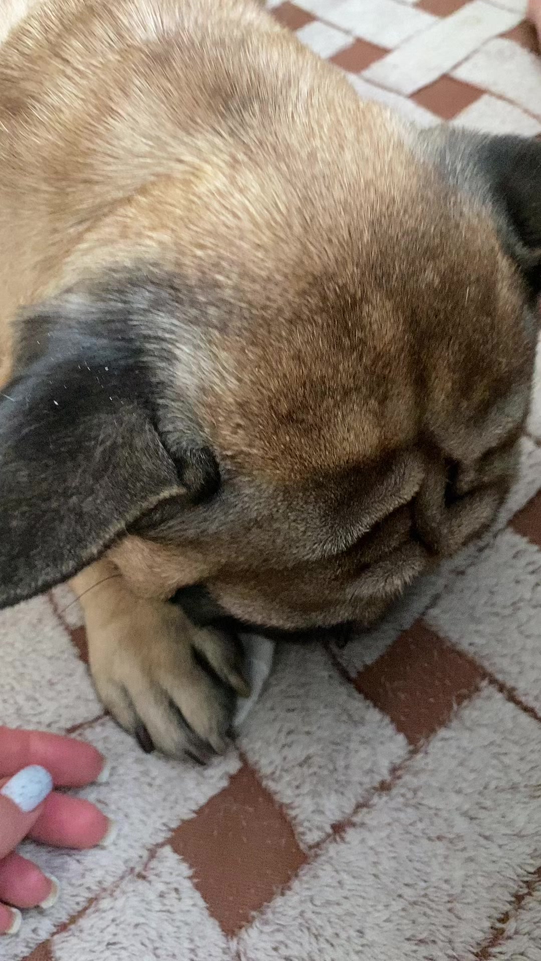 @_holly_bulls_