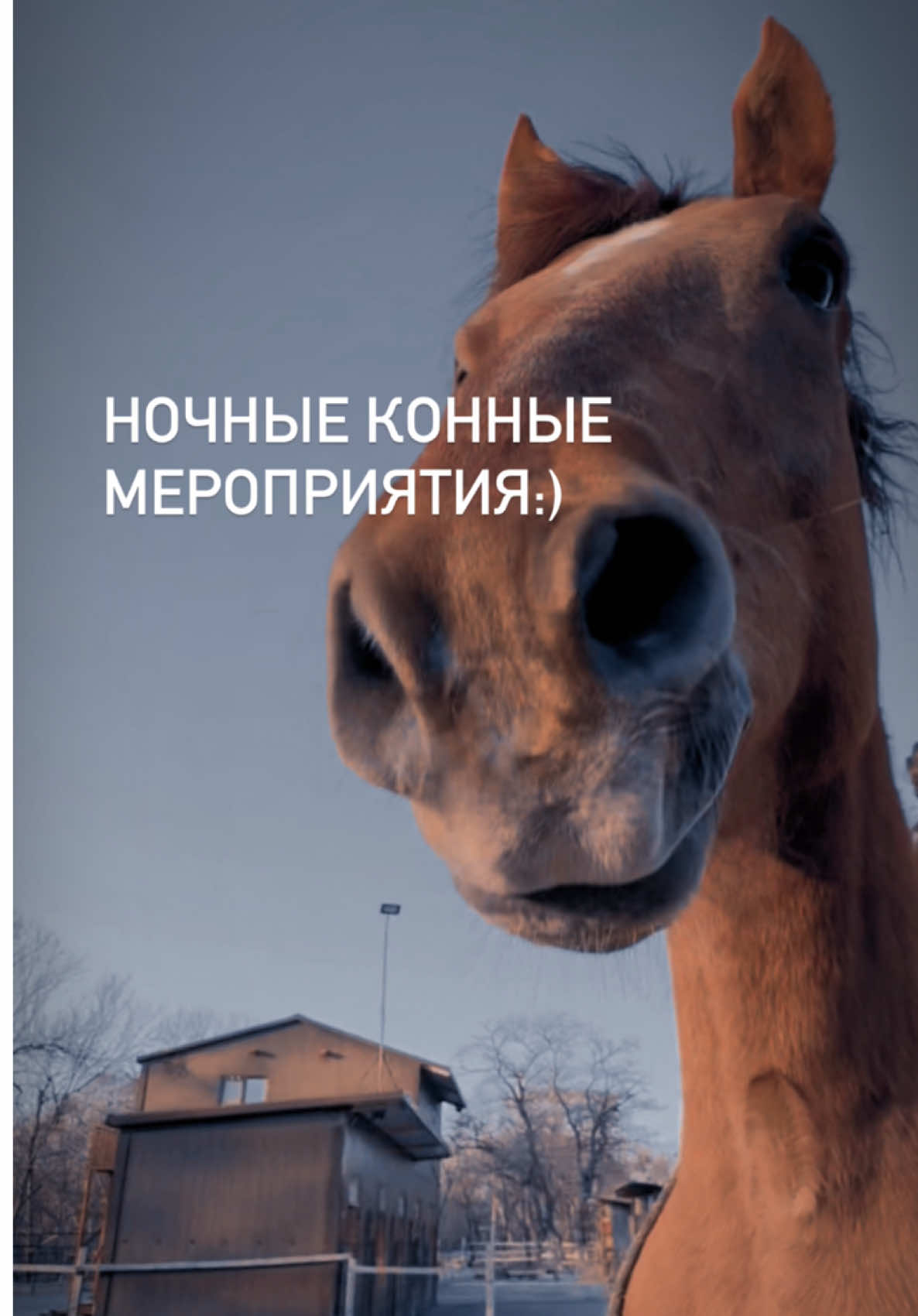 @Вера/лошади/обучение лошадей