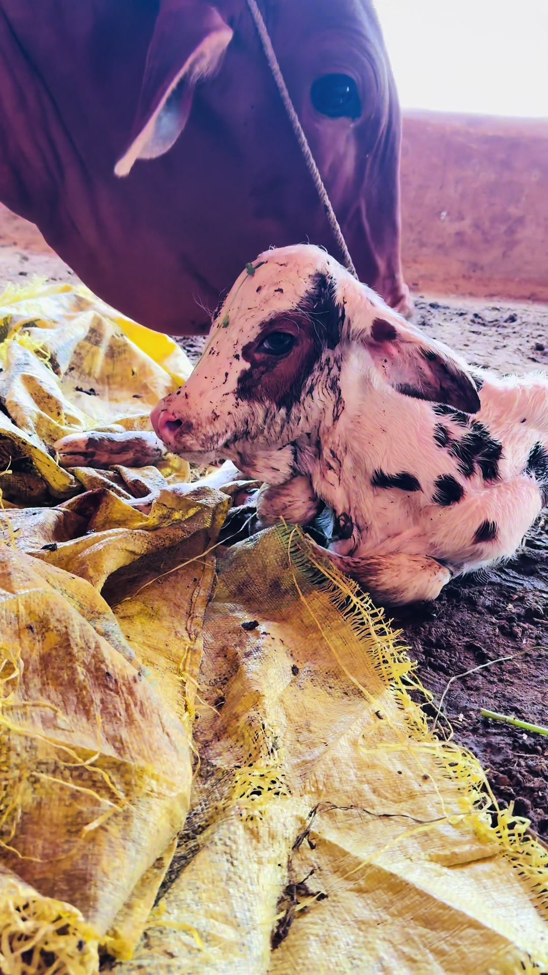 @Unique Cattle Farm