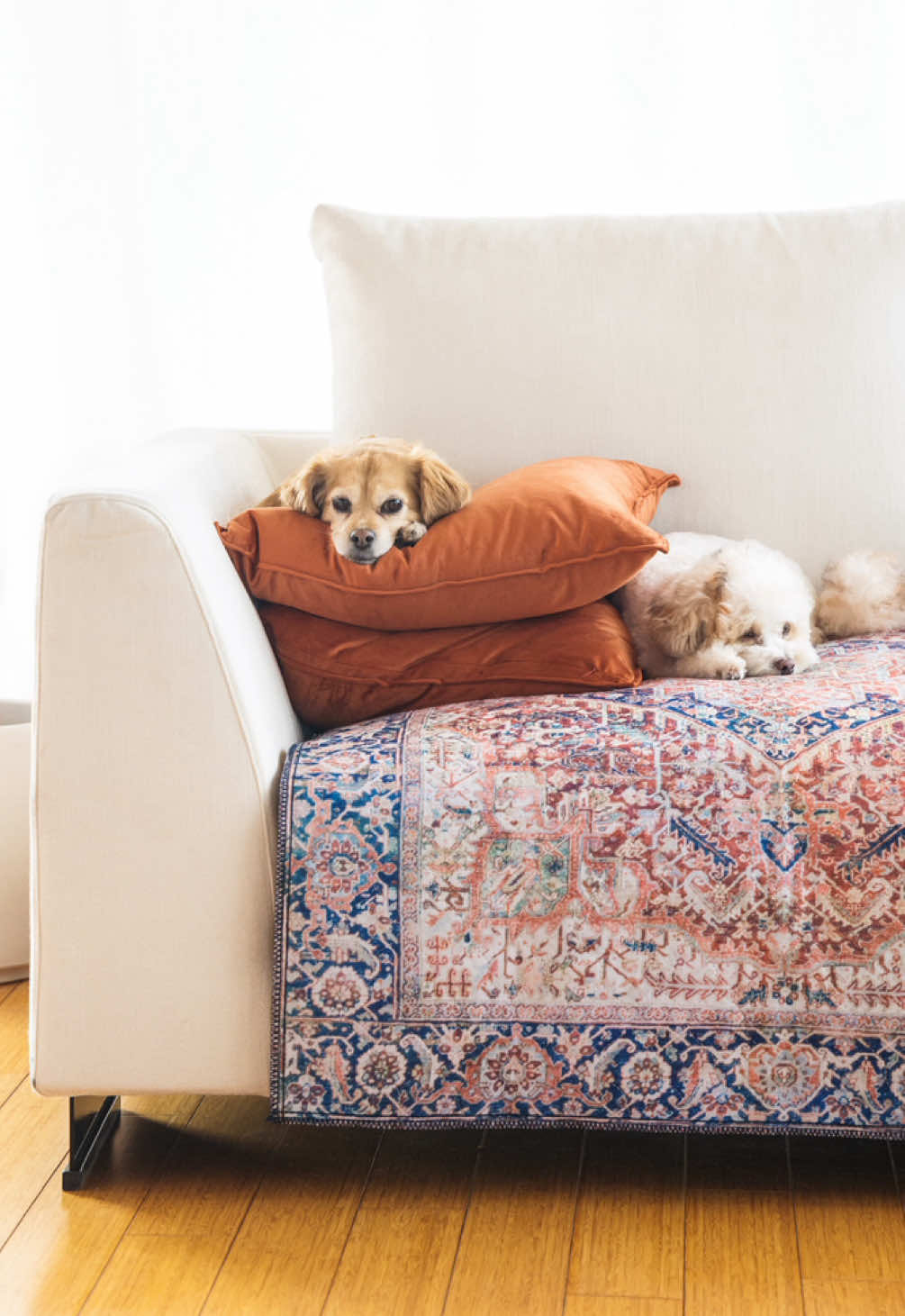 @Lovewag Pets