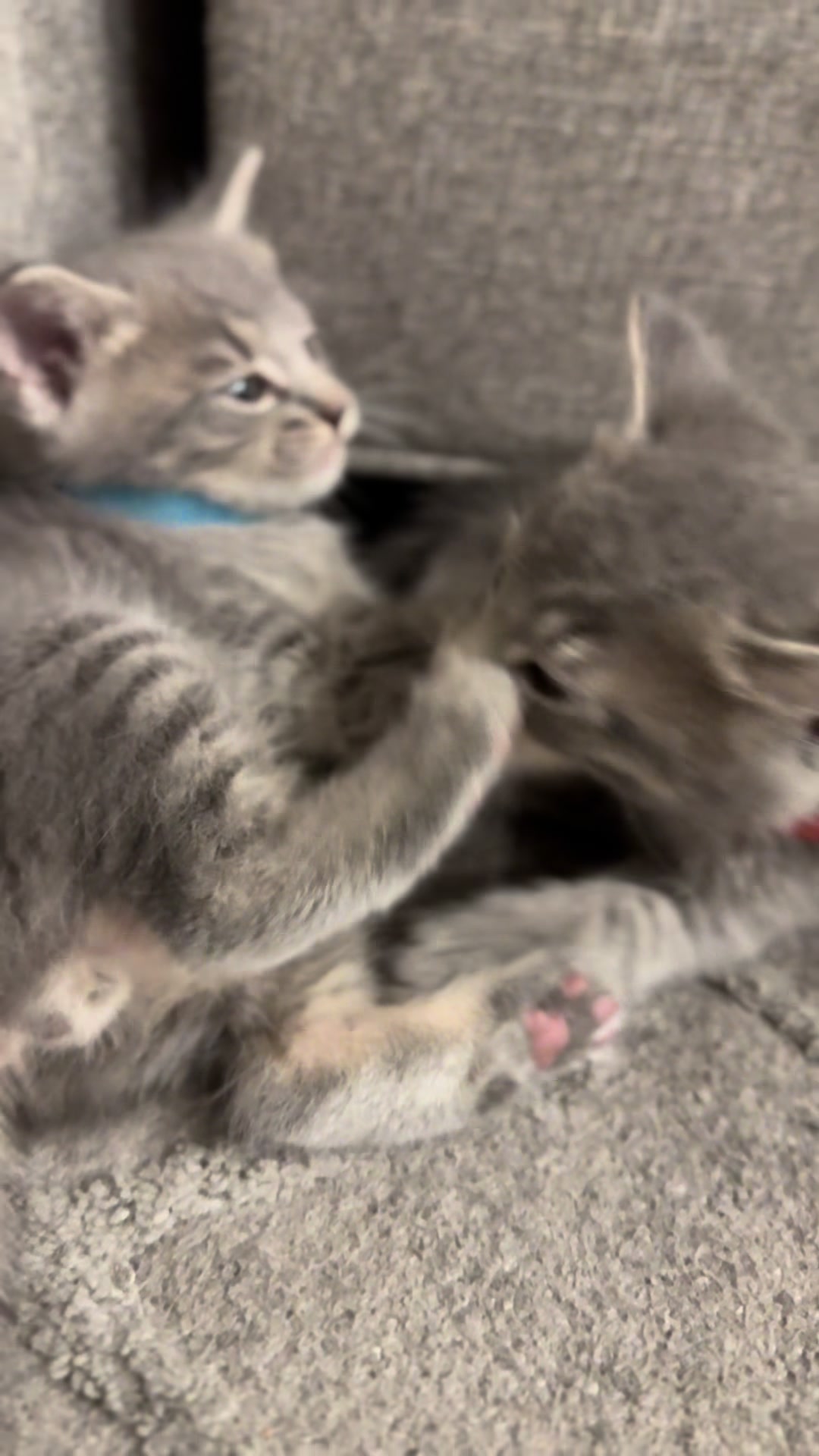 @LotsOfCat