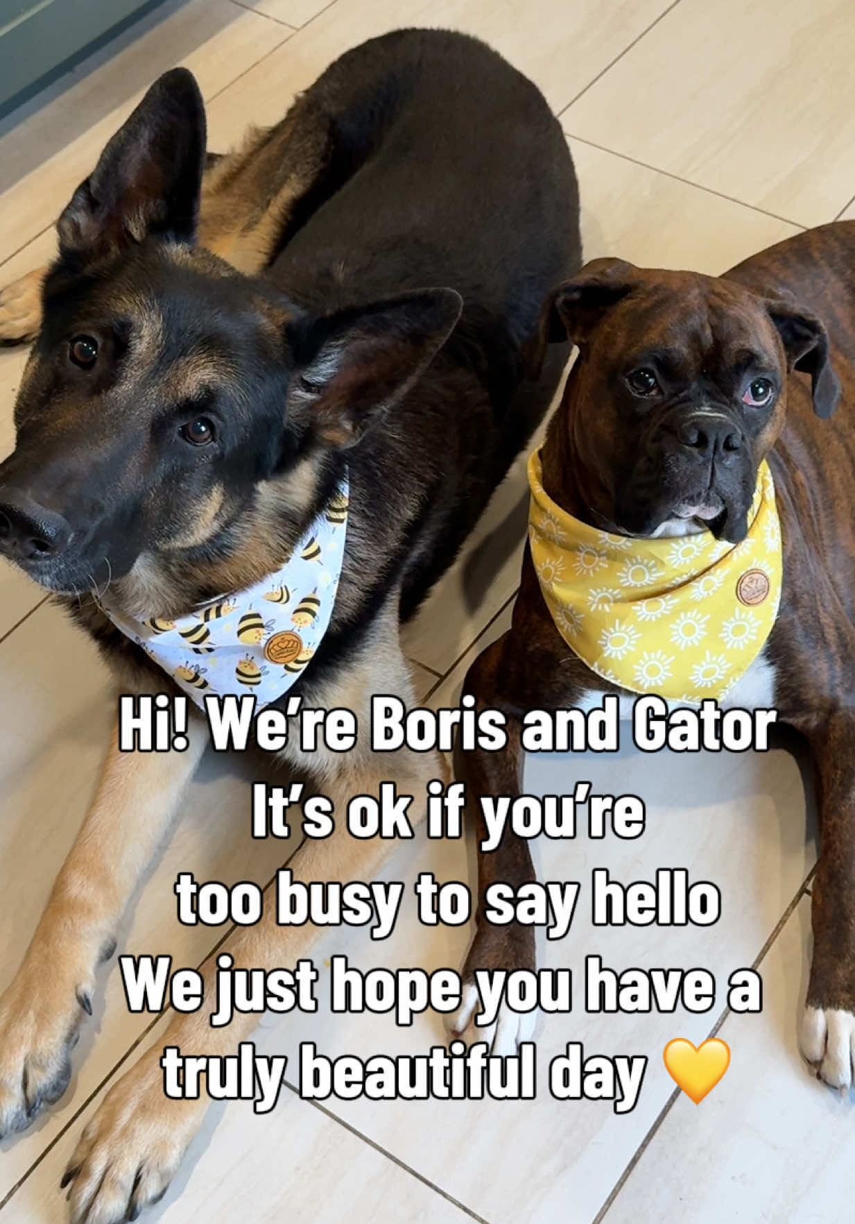 @Boris & Gator🐕 + Smokey🐈