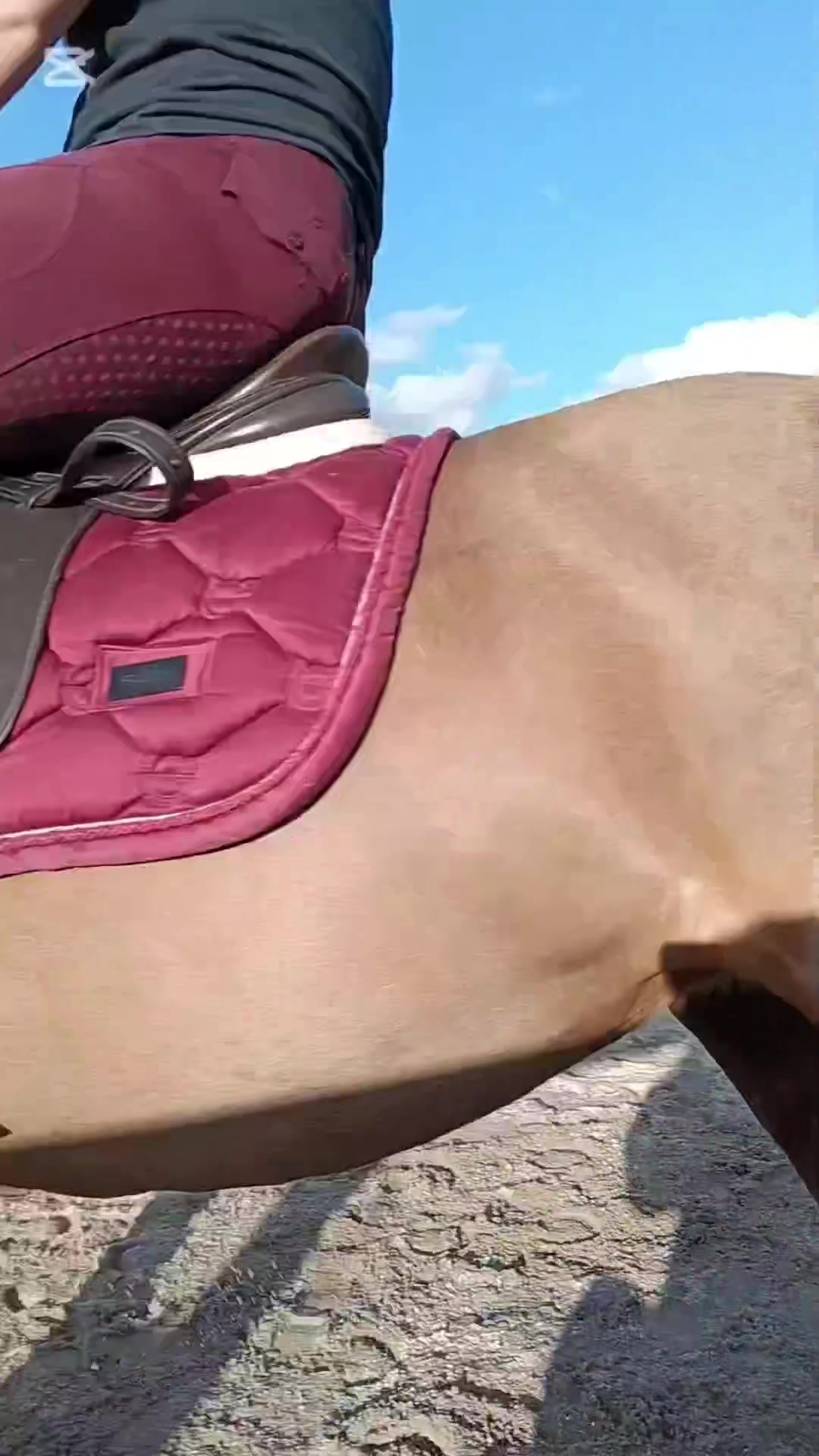 @Pip_equestruan9