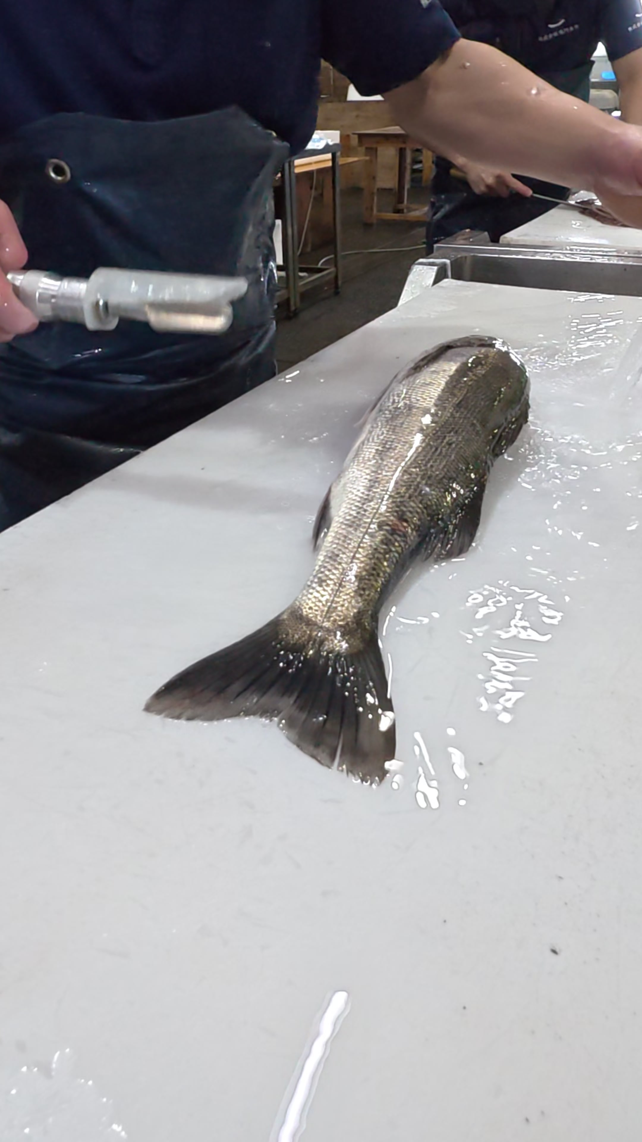 @鳴門魚市のサブ垢