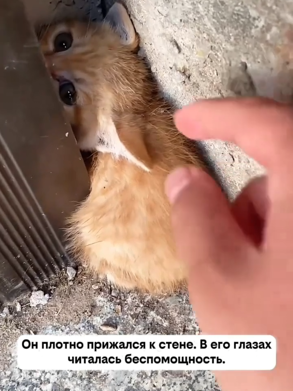 @RescueAnimals Nir