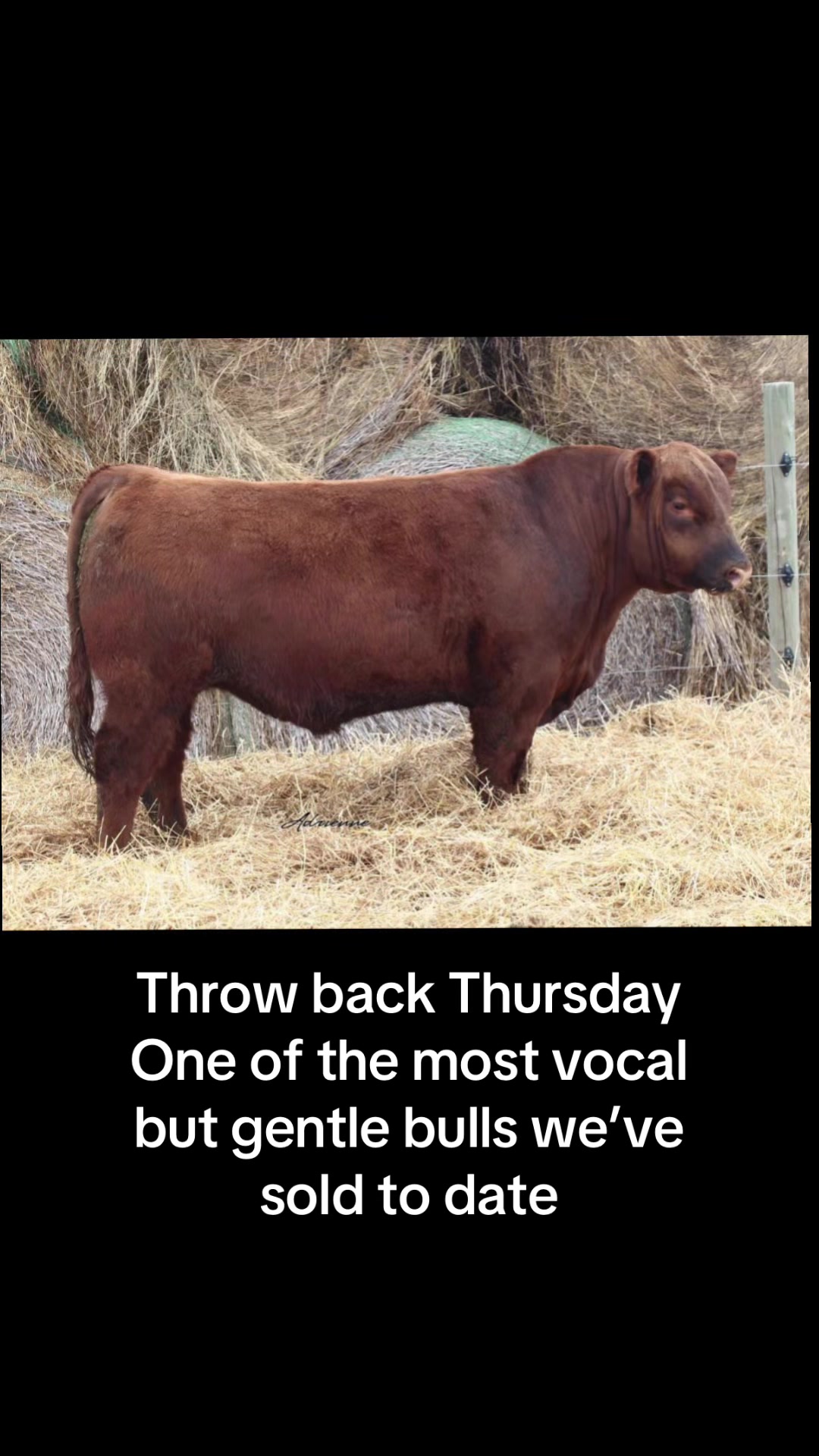 @Circle E Ranch Red Angus MN